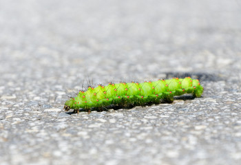 Emperor Moth Caterpillar