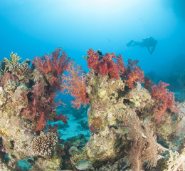 Fototapeta na wymiar Diver on tropical coral reef