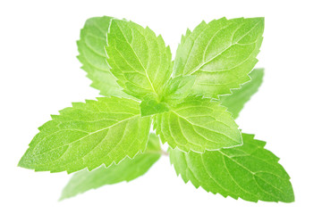 fresh mint leaves