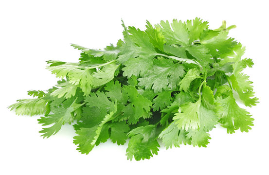 fresh leaves of cilantro
