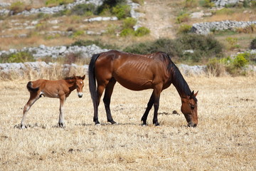 Cavalli al pascolo.