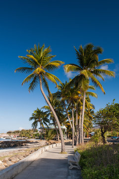 Palm trees of Le Vauclin, Martinique