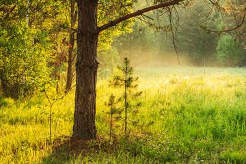 Meadow with young pine early in morning summer day