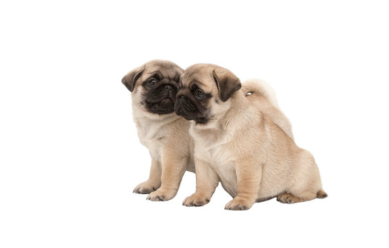 Two pug puppy isolated on white background