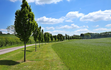 A row of young Poplar trees between a field and lane