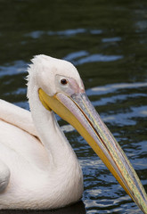 Curious Pelican portrait