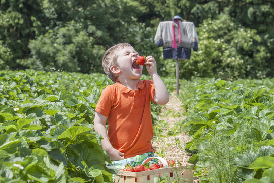 Kind am Erdbeerfeld isst Erdbeere
