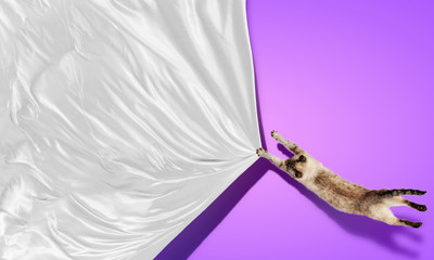 Fototapeta premium Siamese cat
