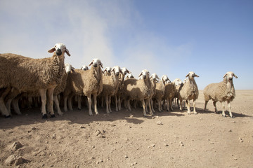 Obraz premium flock of sheep