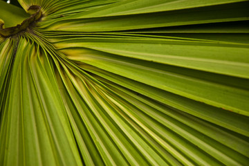 palm leaf
