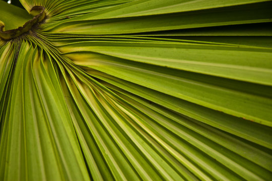 palm leaf