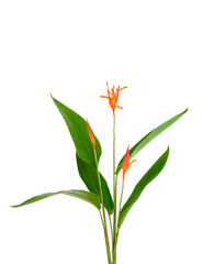 Heliconia flower isolated on white background