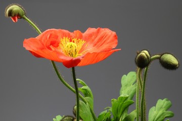 Islandmohn