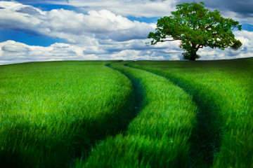 Obraz premium eiche im bauernfeld