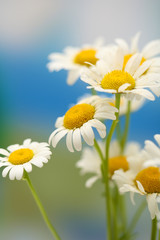 Beautiful wild camomiles, outdoors