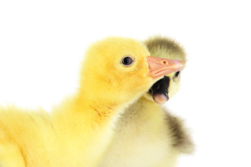 Little ducklings isolated on white