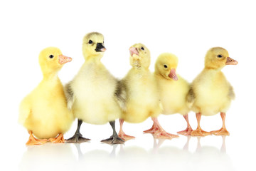 Little ducklings isolated on white