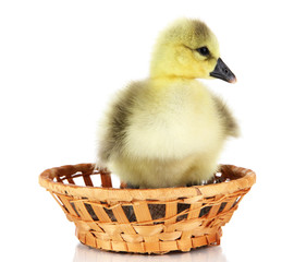 Little duckling in wicker basket isolated on white