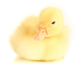 Cute duckling isolated on white