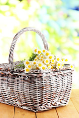Many chamomile on basket on wooden table on nature background