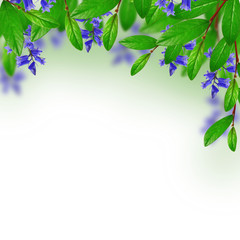 Green leaves and blue flowers