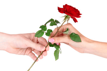 Man's hand giving a rose isolated on white