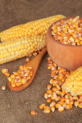 Fresh and dried corn on sackcloth background