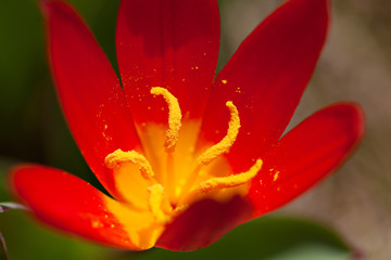 Fototapeta premium Red Crocus Flower