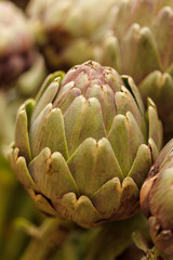 Obraz premium Artichoke
