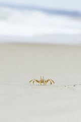 Lonely crab on the beach