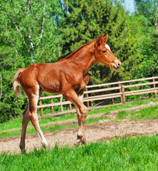 walking little chestnut foal