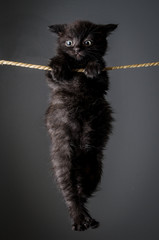 Hanging cat © bergenkvist
