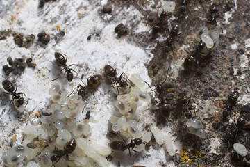 Ants taking care of their eggs and larvae.