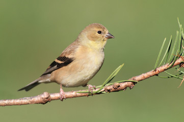 American Goldfinch (Carduelis tristis)