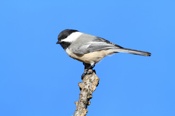 Chickadee on a Branch