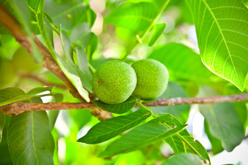 Green walnuts on the tree