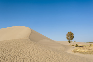 Fototapeta na wymiar A lonely tree besides the sand dunes