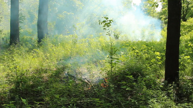 Wildfire. Ignition of the summer in the woods  