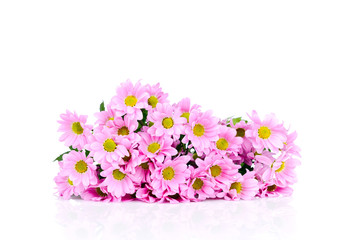 Chrysanthemum flowers