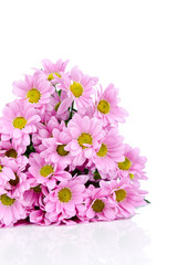 Fototapeta na wymiar Chrysanthemum flowers