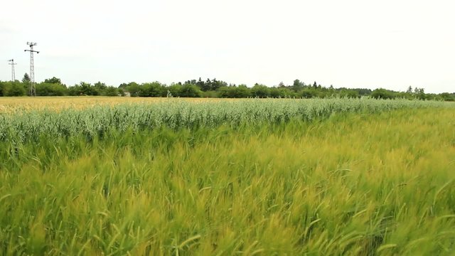 barley wheat oats field