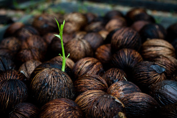 seeds growing (new life)