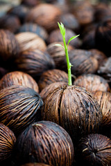 seeds growing (new life)