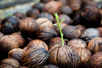 seeds growing (new life)