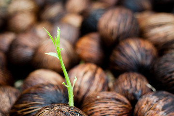 seeds growing (new life)