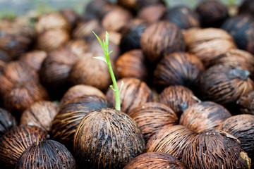 seeds growing (new life)