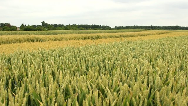 barley wheat oats field
