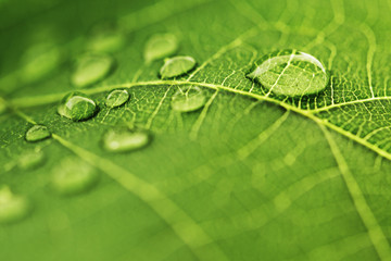 Water drop on green leaf