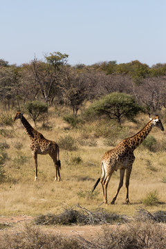 Girafe - Giraffa camelopardalis