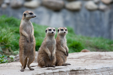 Fototapeta premium Erdmännchen